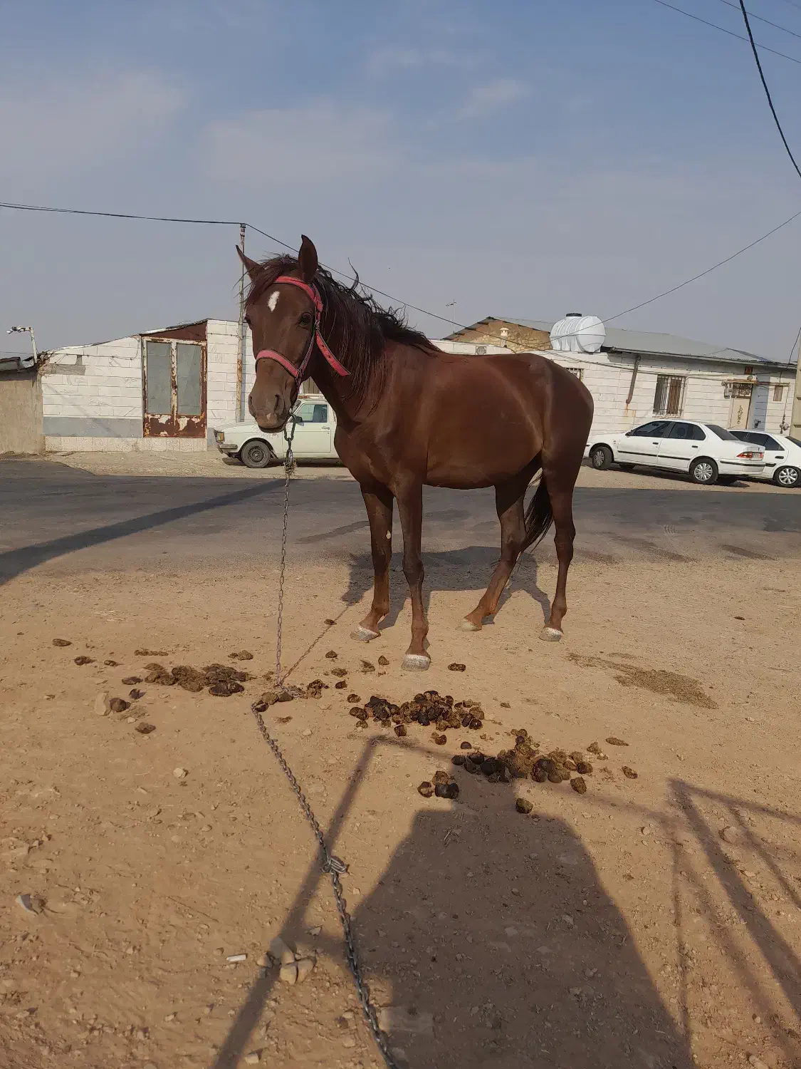 مادیان|اسب و تجهیزات اسبسواری|اراک, |دیوار