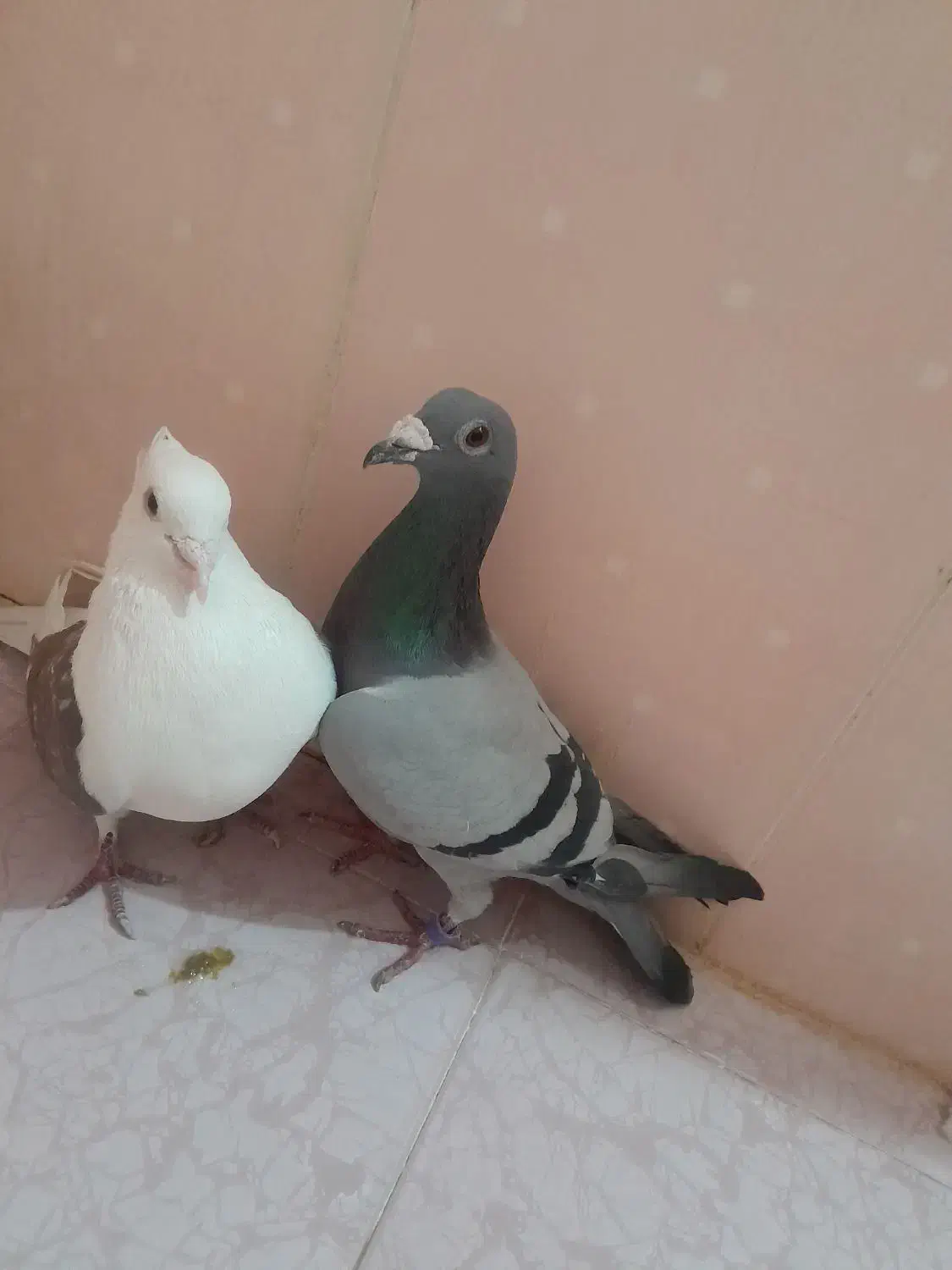 سبز آلمانی و پشت سرخ|پرنده|مشهد, کشف|دیوار