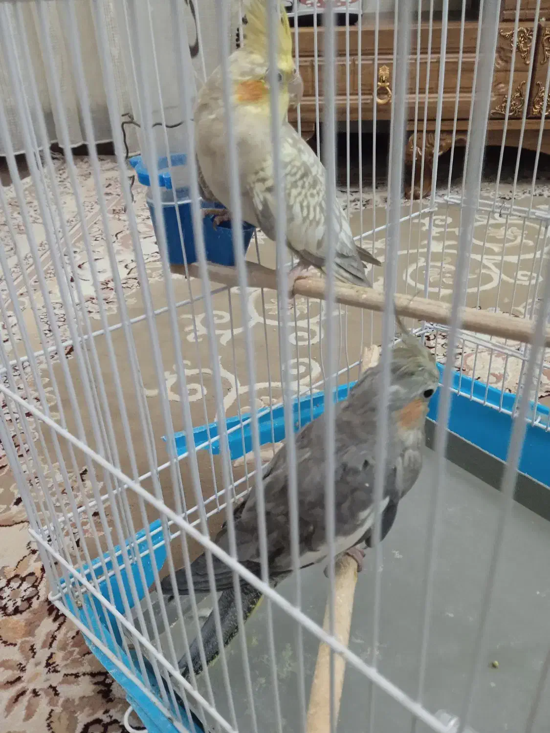 عروس هلندی مادر و بچه|پرنده|فردیس, سپید دشت|دیوار