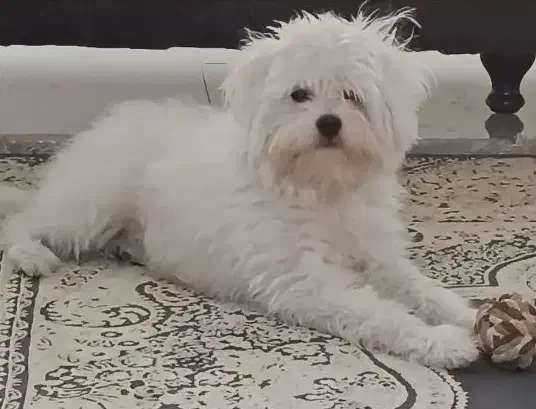 واگذاری سگ|سگ|تهران, تجریش|دیوار