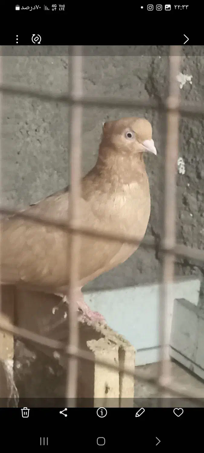 کبوتر|پرنده|امیدیه, |دیوار