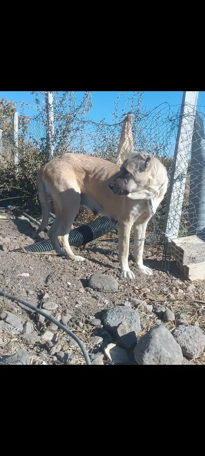 ماده سرابی از جنس پله میانه|سگ|سراب, |دیوار