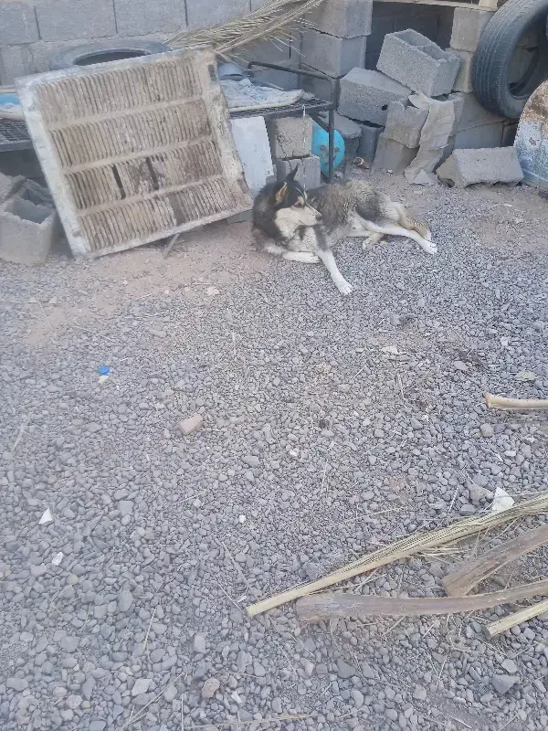 سگ اهلی|سگ|رفسنجان, |دیوار