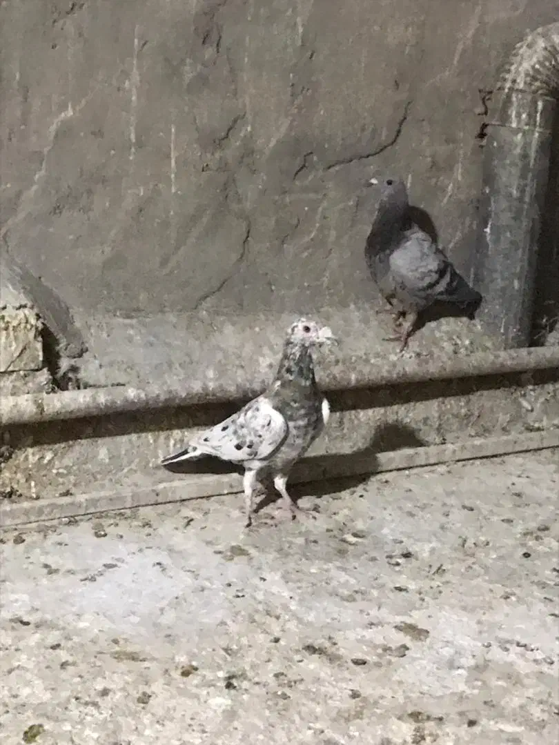 کبوتر گرفتی|پرنده|بهبهان, |دیوار