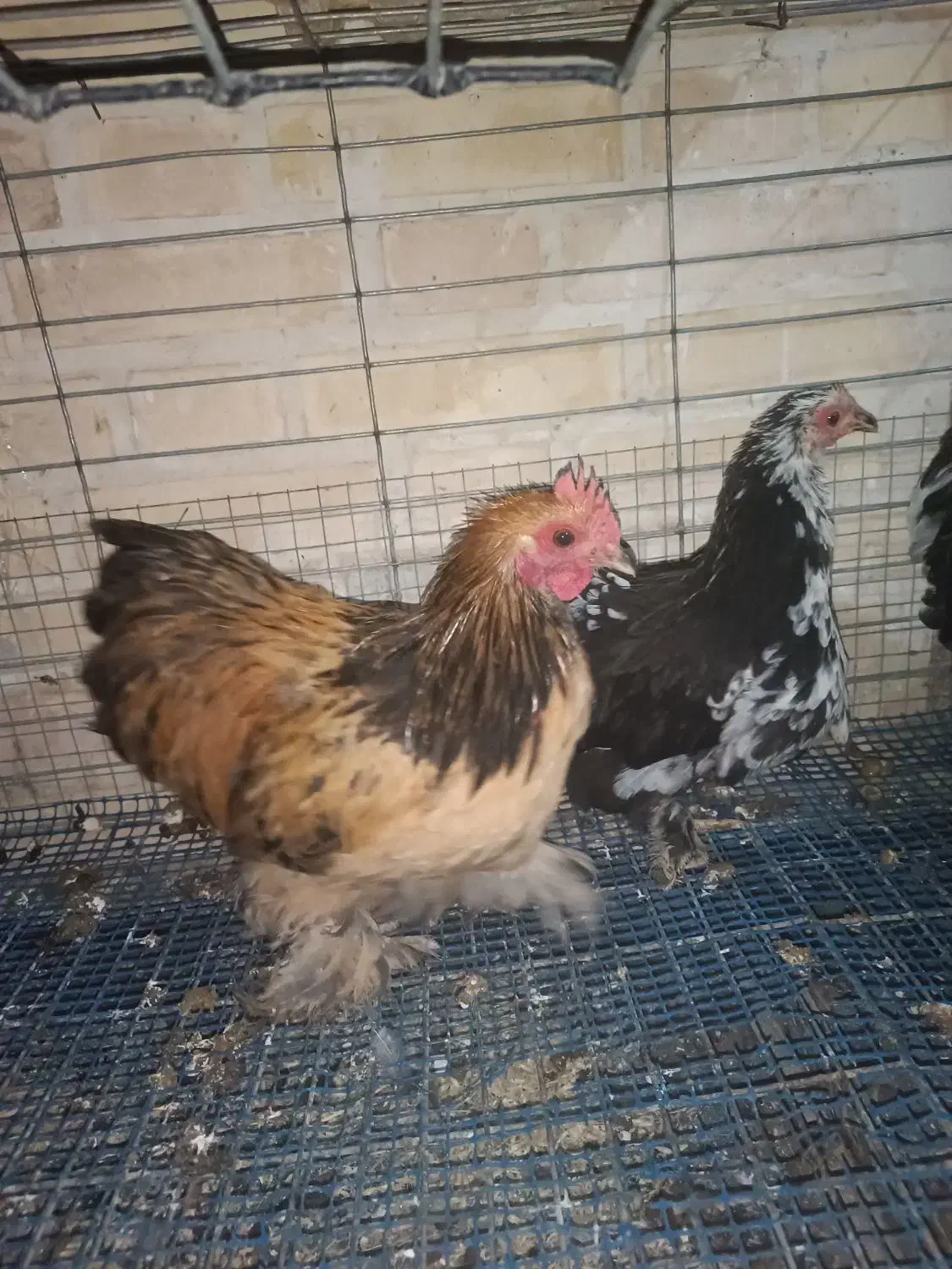 مرغ و خروس کوشین و گلین|حیوانات مزرعه|هشتگرد, شهرک راه آهن|دیوار