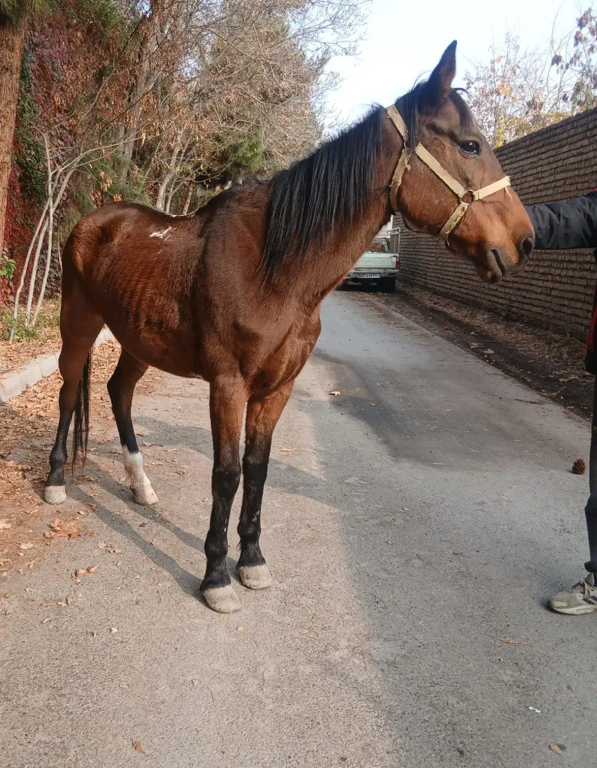 مادیان قدم آرام|اسب و تجهیزات اسبسواری|مشهد, شهرک صنعتی توس|دیوار