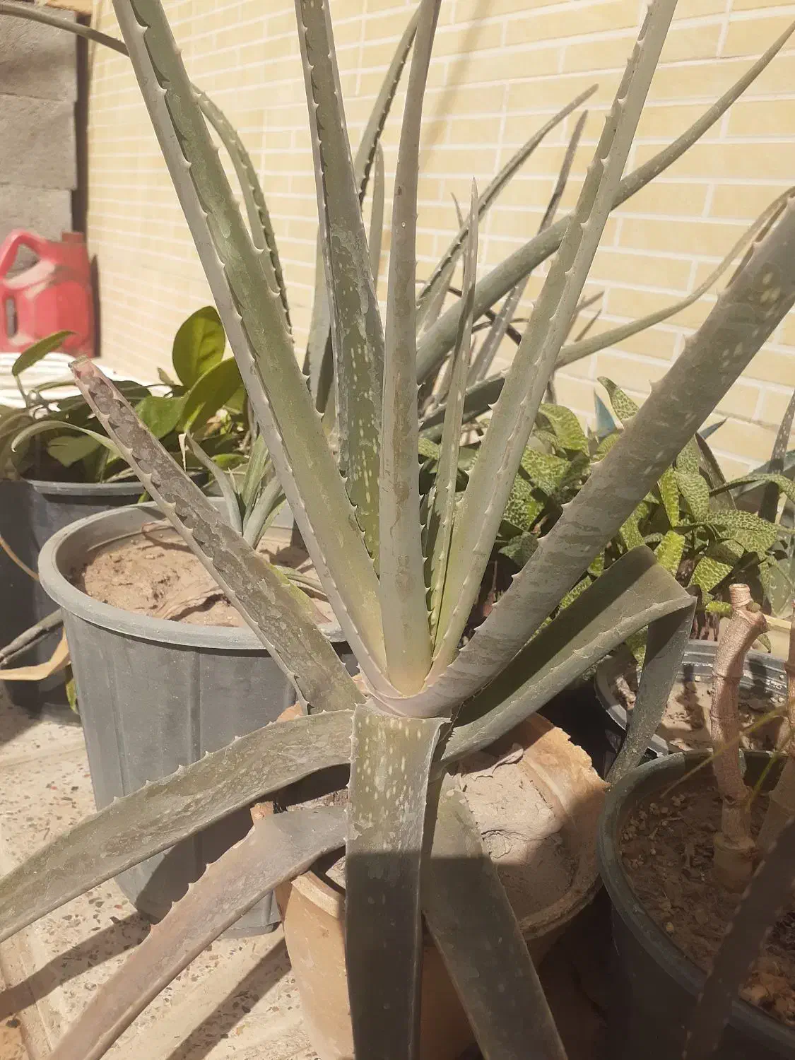 الوئه ورا|گل و گیاه طبیعی|پیر بکران, |دیوار