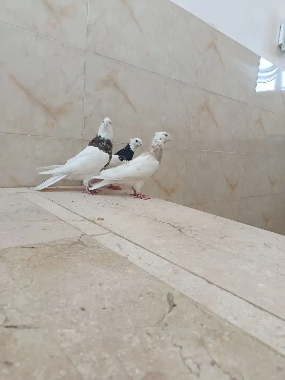 سه تا طوقی قاب ماده زاغ آبادانی عطقیه|پرنده|خمینی‌شهر, |دیوار