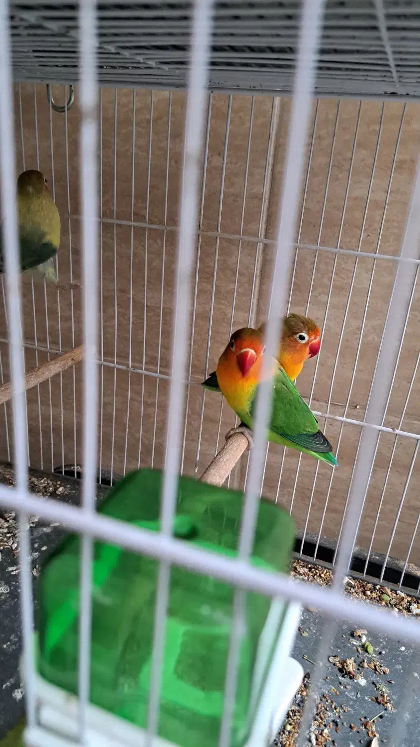 گرینچیک طوطی برزیلی قفس|پرنده|رشت, خمیران زاهدان|دیوار