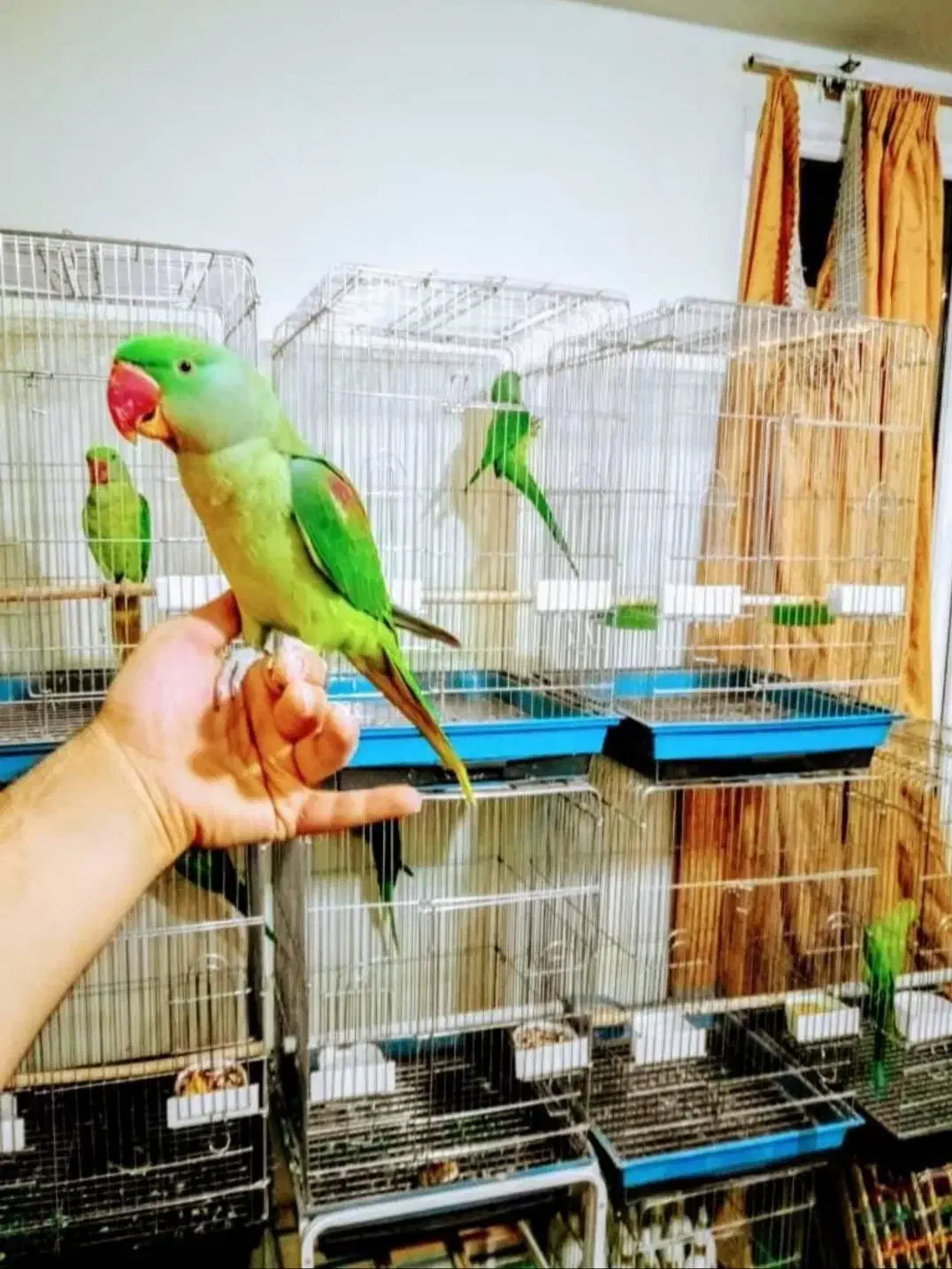 دنیا شاه طوطی ملنگو نر ماده دستی رام سخنگوچشم درشت|پرنده|تهران, استاد معین|دیوار