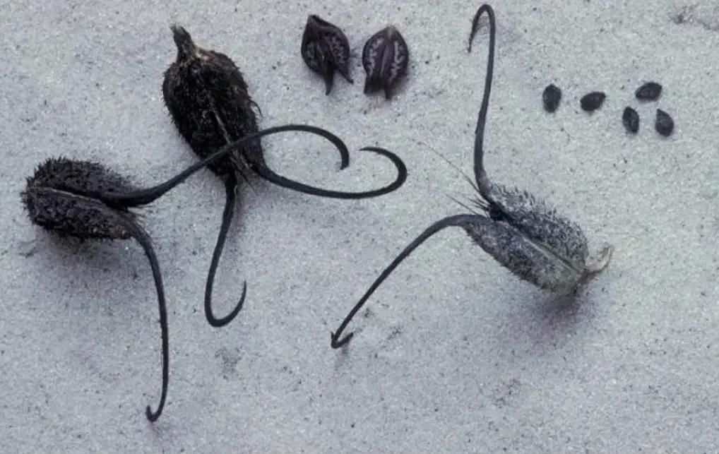 گل شاخک دار|گل و گیاه طبیعی|سیرجان, |دیوار