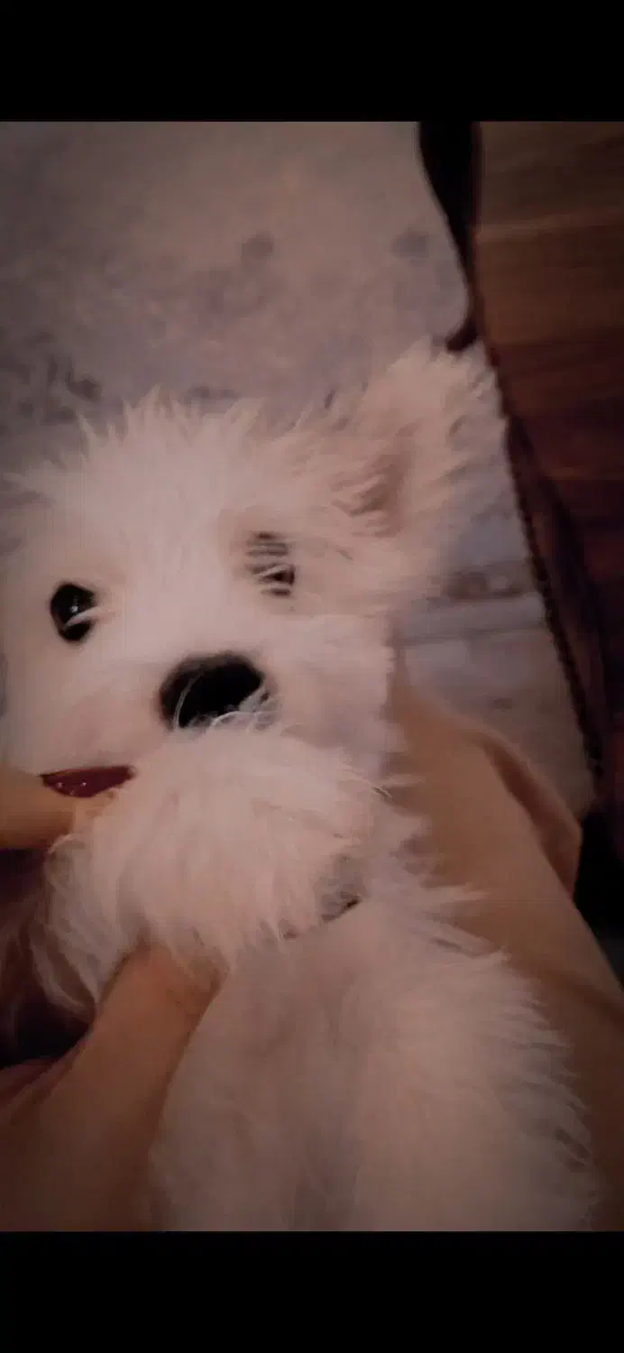 واگذاری سگ|سگ|تبریز, |دیوار