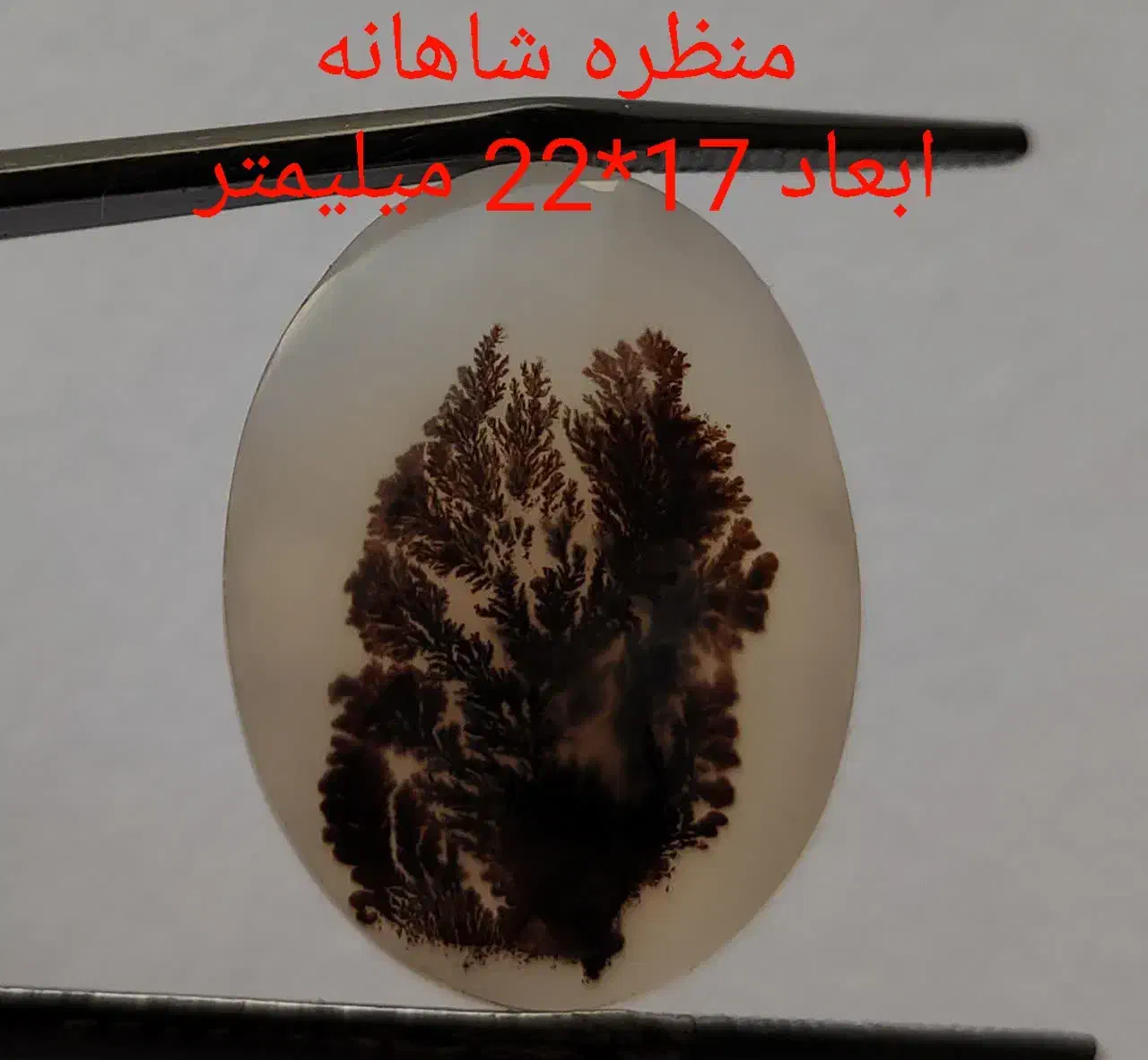 حراجی شجر شماره دو|جواهرات|زنجان, |دیوار