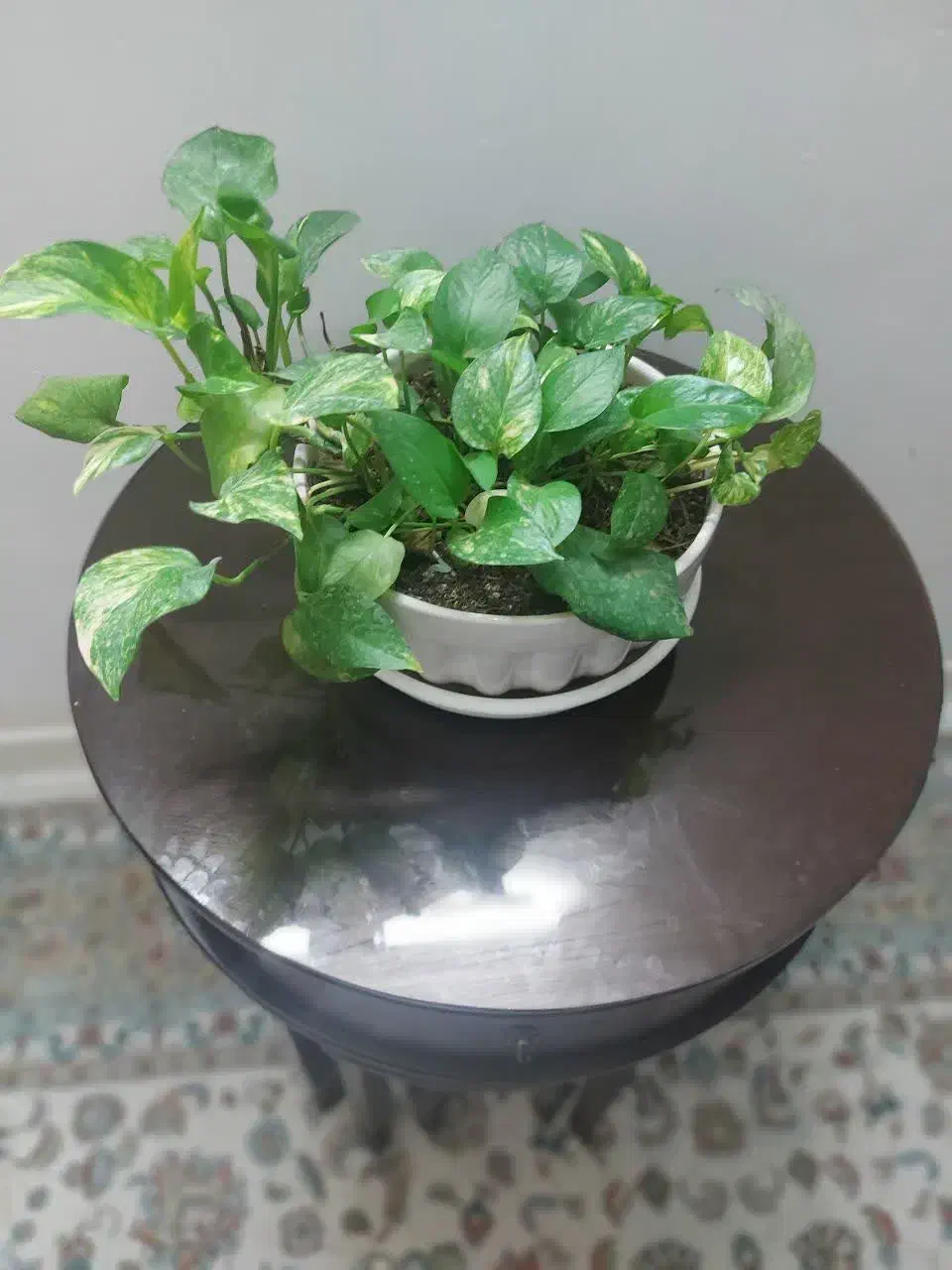 میز گرد همراه سه تا عسلی|مبلمان خانگی و میز عسلی|گرگان, |دیوار