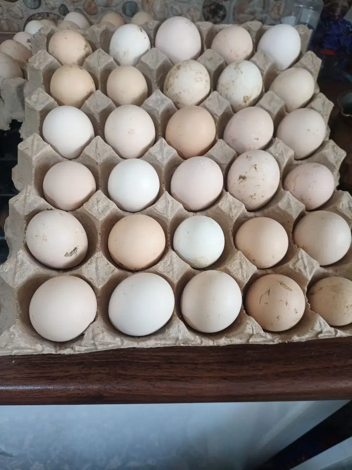 تخم نطفه دار|حیوانات مزرعه|محمدشهر, شهرک پیام (مهرالبرز)|دیوار