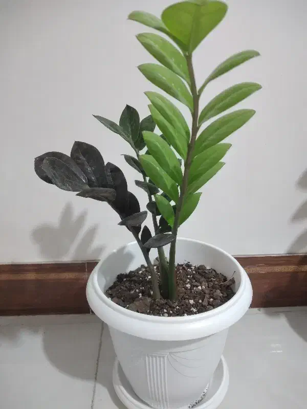 زامفولیا|گل و گیاه طبیعی|ساری, |دیوار