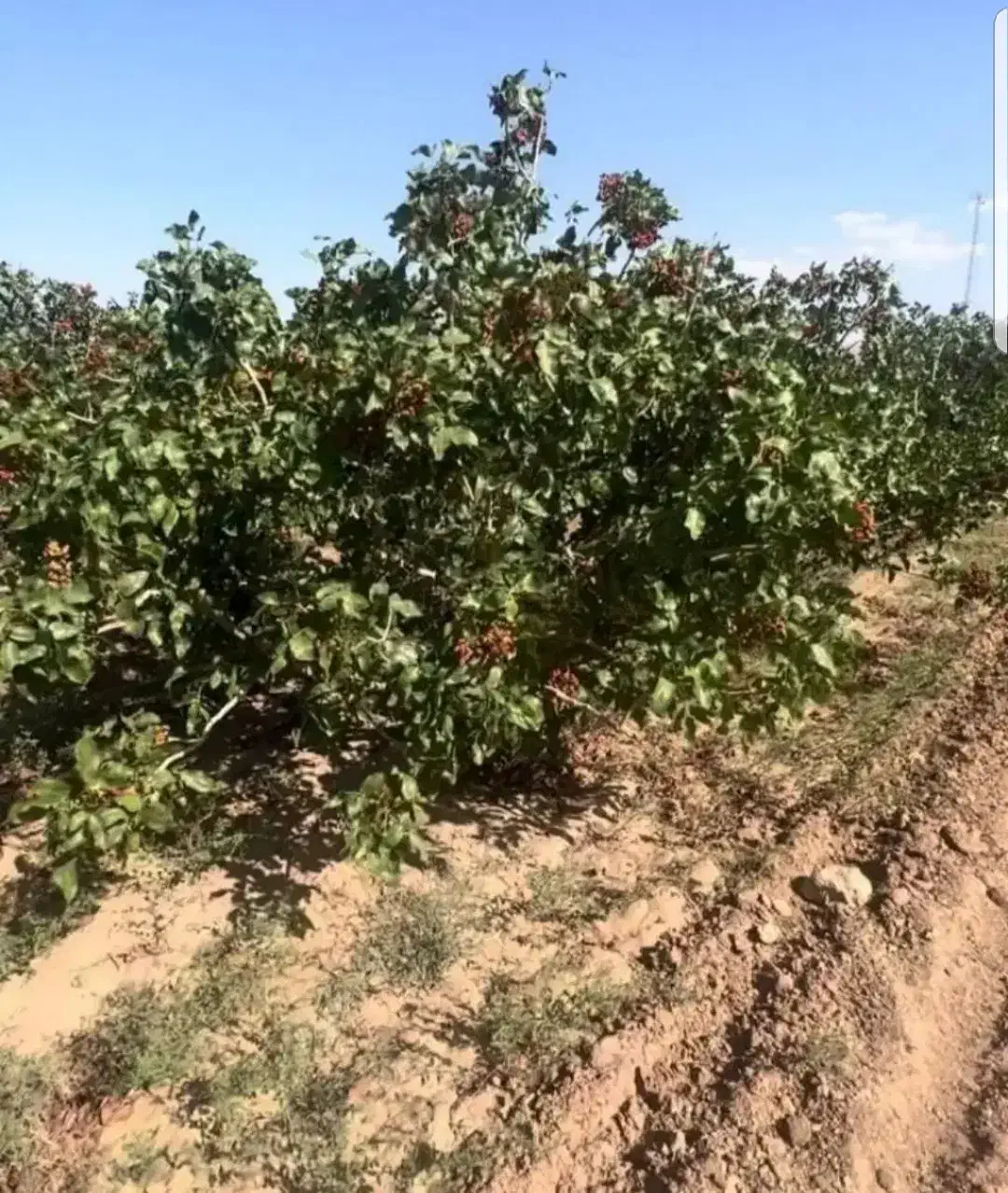 فروش مغازه|فروش مغازه و غرفه|نیشابور, فضل|دیوار