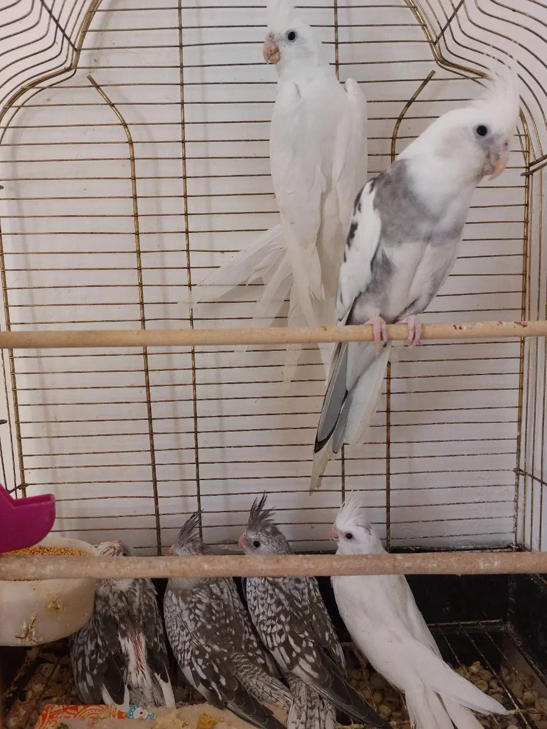 خانواده عروس هلندی|پرنده|اهر, |دیوار