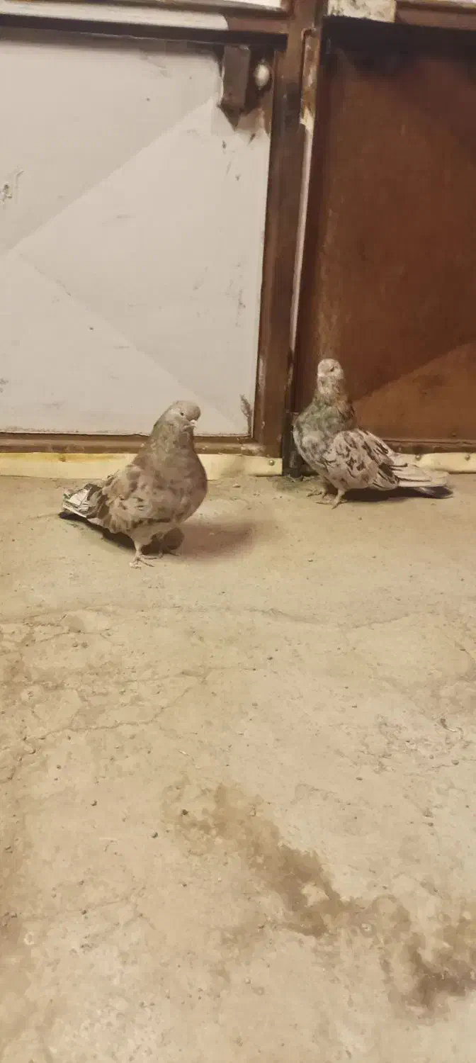 جفت سرور هفت رنگ|پرنده|هریس, |دیوار