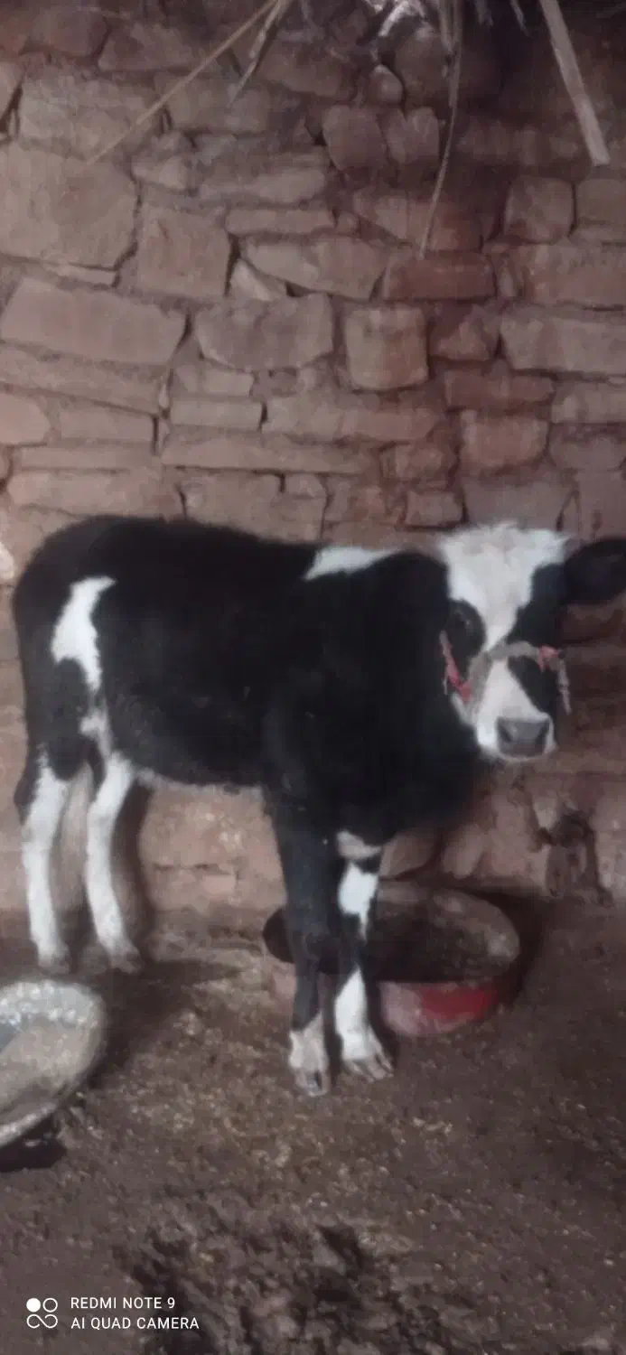گوساله|حیوانات مزرعه|مسجد سلیمان, |دیوار