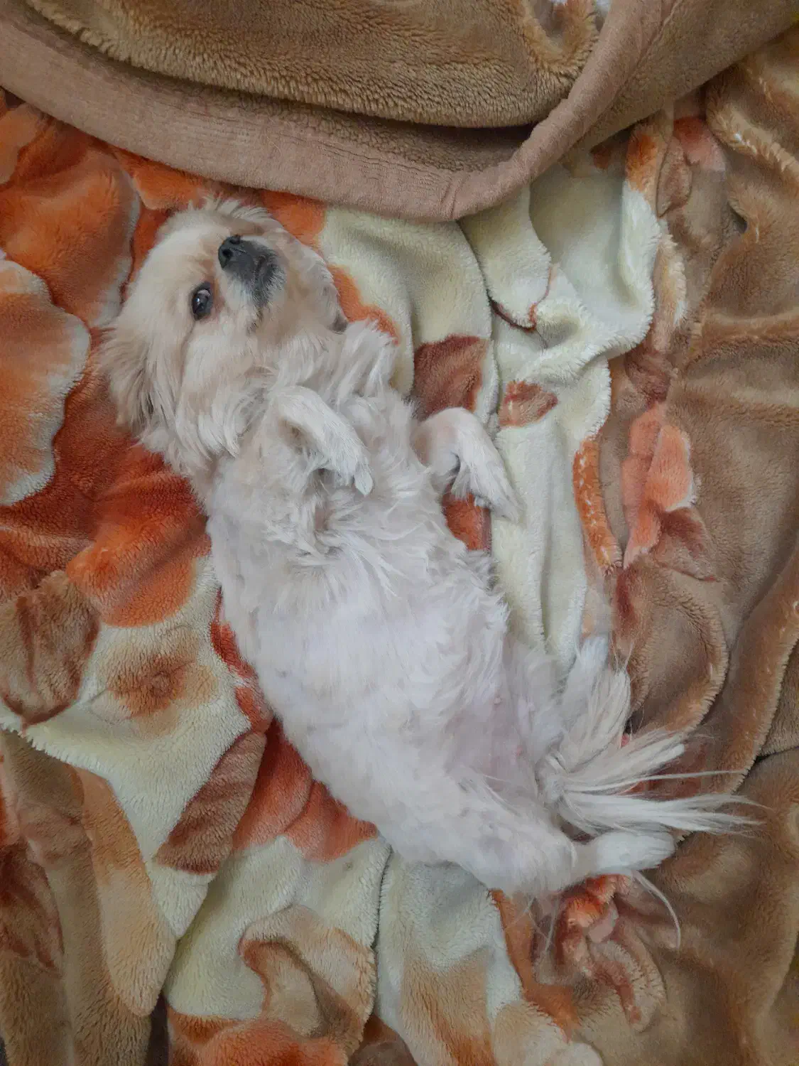 گم شدن سگ|سگ|شیراز, آبیاری|دیوار