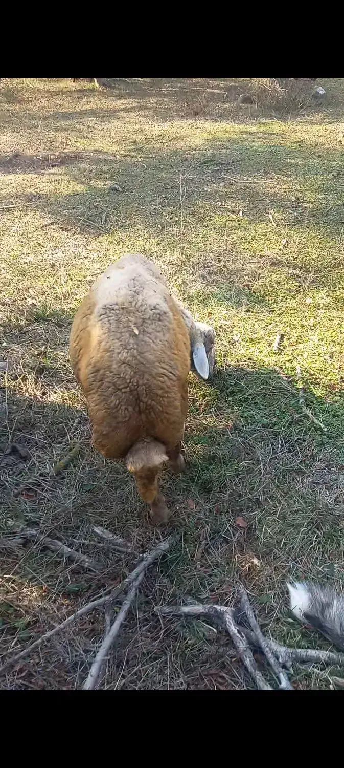 سلام نره بره های تخمی برای داشتی کبود|حیوانات مزرعه|رامیان, |دیوار