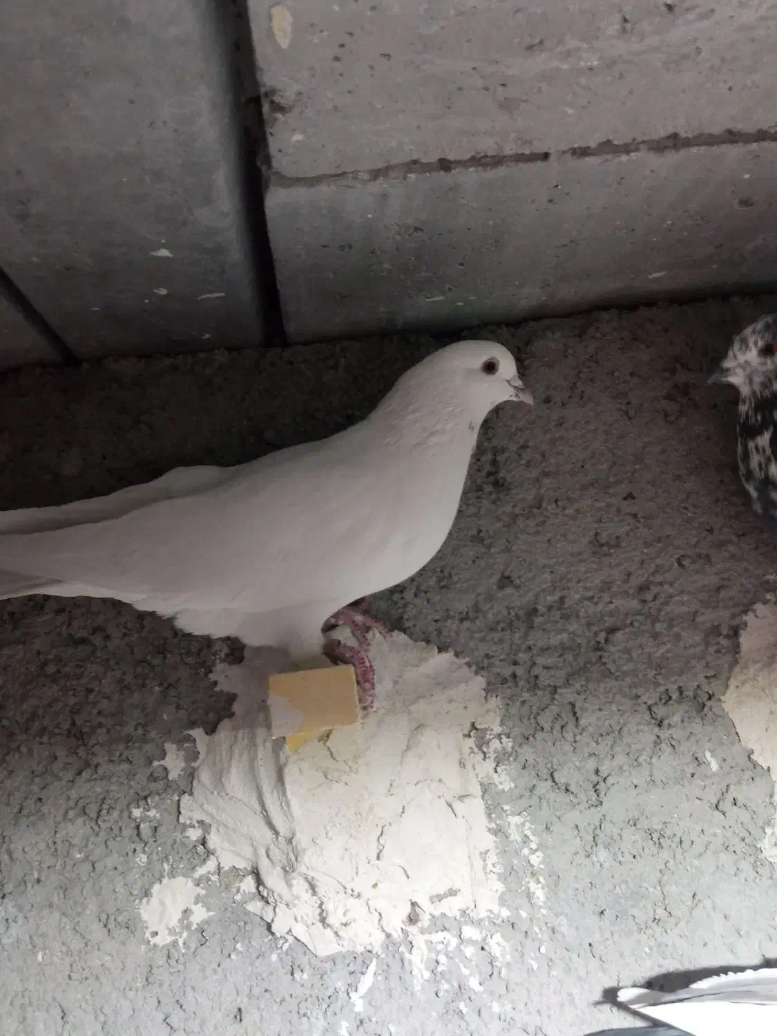 پرنده|پرنده|شیراز, ماه فیروزان|دیوار