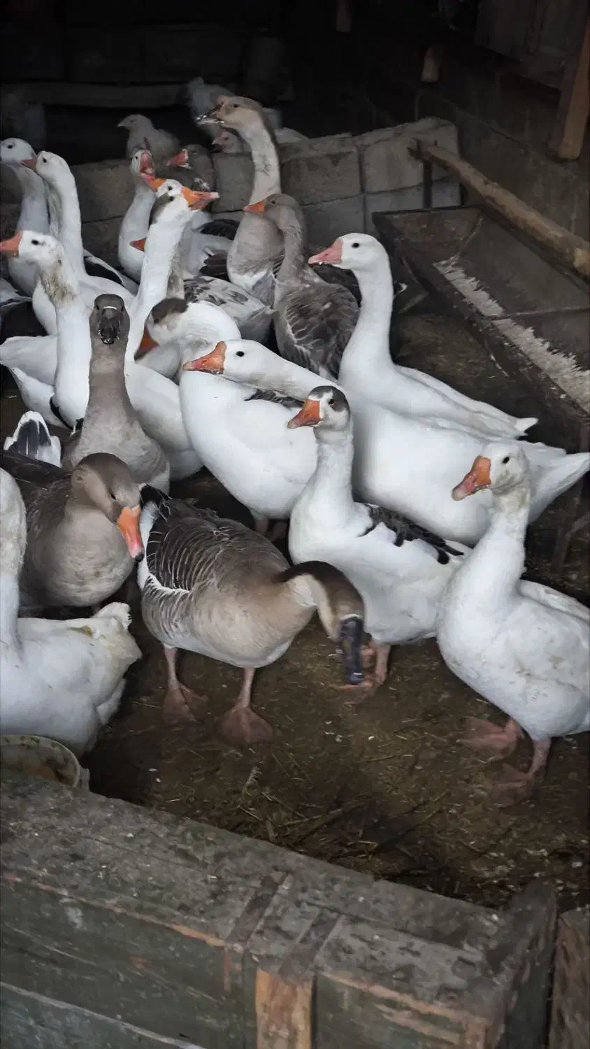 غاز محلی|حیوانات مزرعه|پیرانشهر, |دیوار