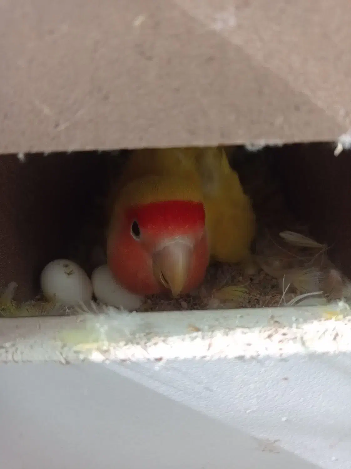 طوطی برزیلی|پرنده|گنبد کاووس, |دیوار