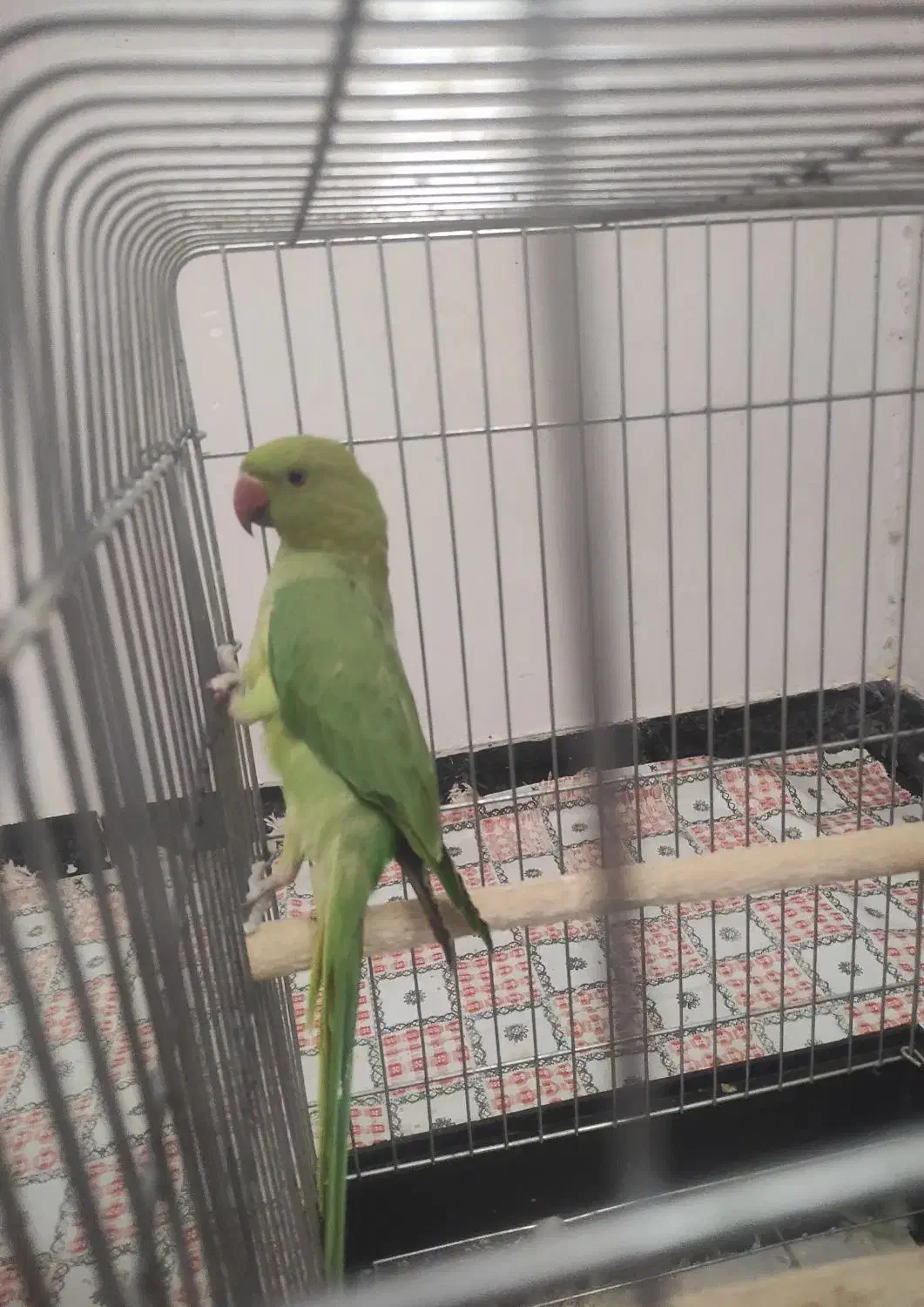 پرنده|پرنده|زرند, |دیوار