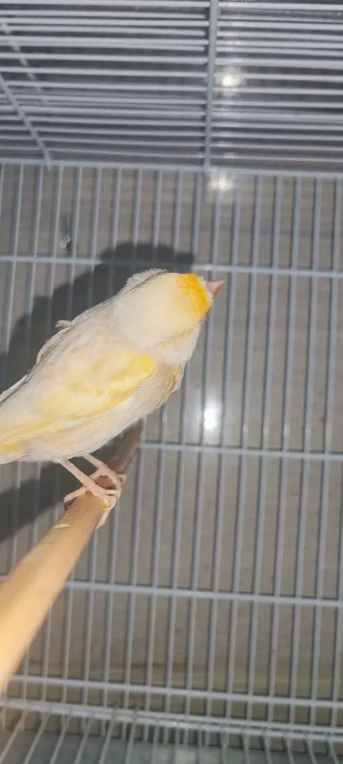 قناری ماده فائو آماده پاکسازی شده|پرنده|بهبهان, |دیوار