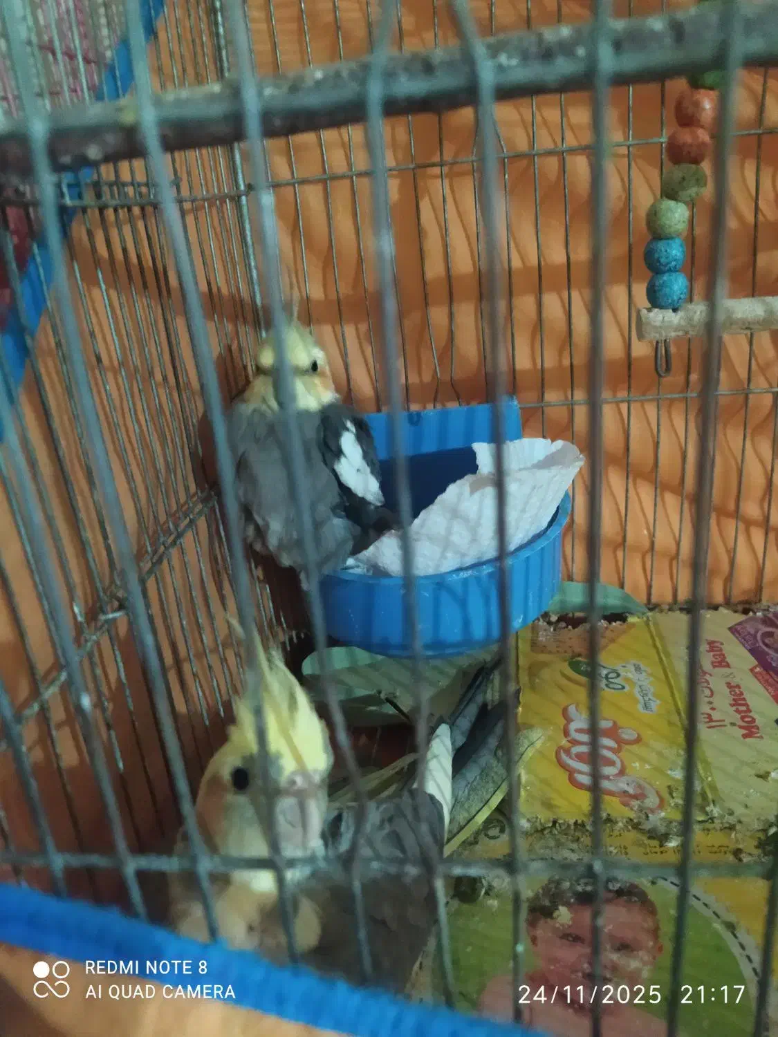 یک جفت عروس هلندی مولد|پرنده|مبارکه, |دیوار