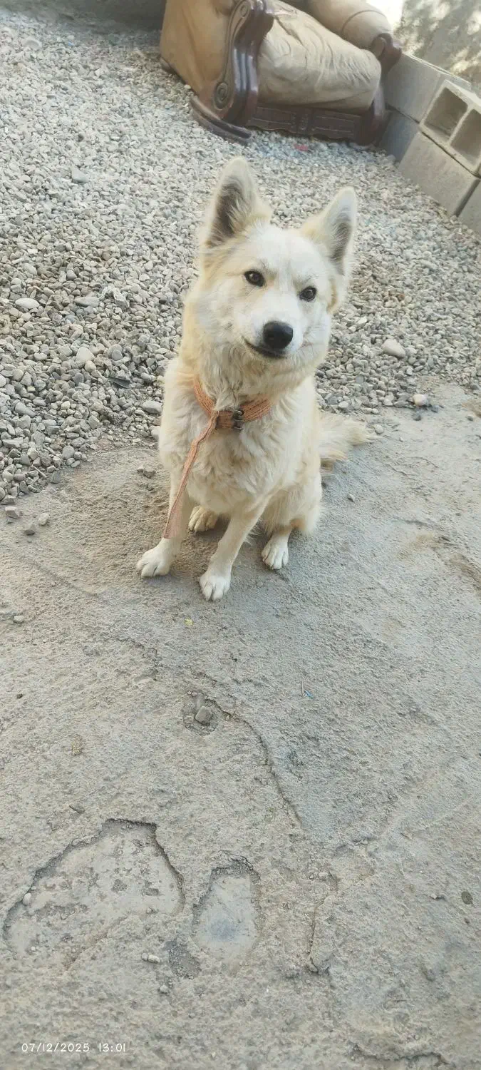 سگ روباهی ماده باهوش|سگ|شاهرود, |دیوار