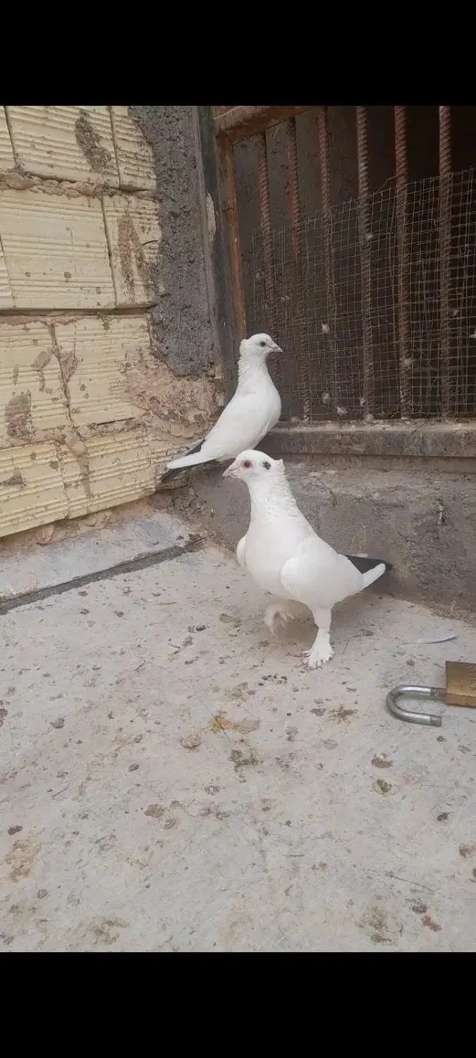 دم سیاه کلاهی و کوسه عتیقه|پرنده|کرمان, |دیوار