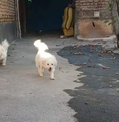 فروشی یک عدد حیوان خانگی|سگ|یامچی, |دیوار