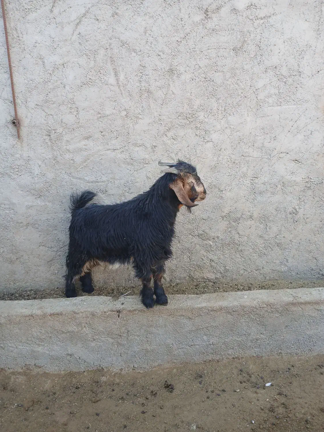 کهره|حیوانات مزرعه|مرودشت, رودبال|دیوار