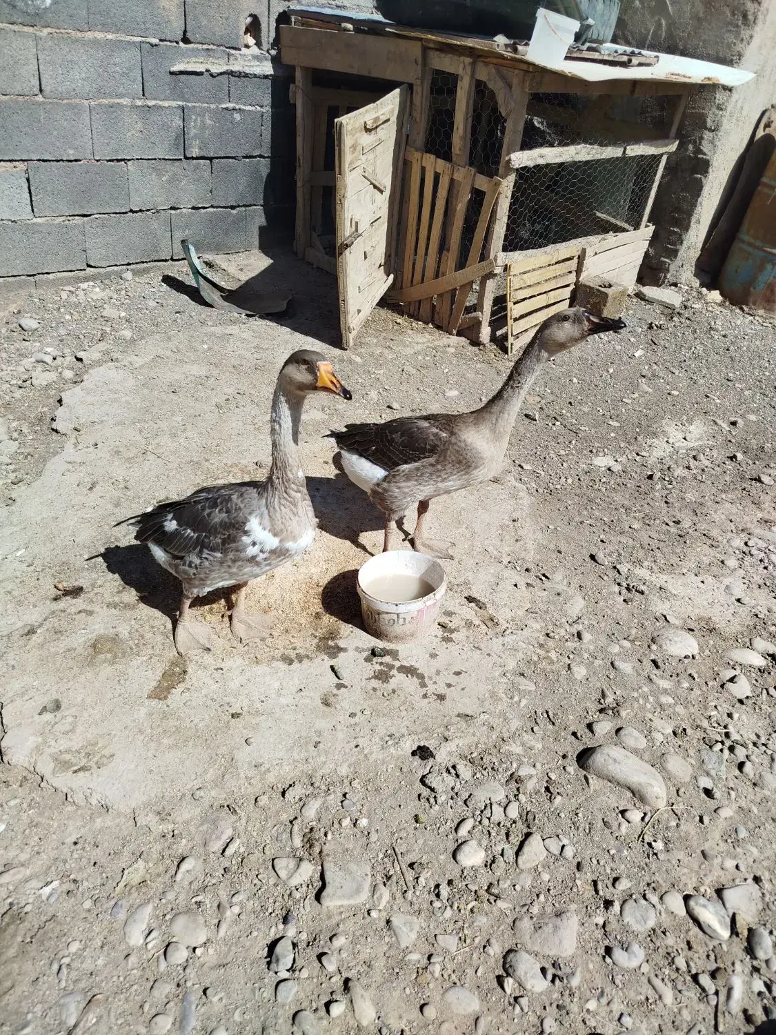 غاز|حیوانات مزرعه|نیشابور, مازول|دیوار