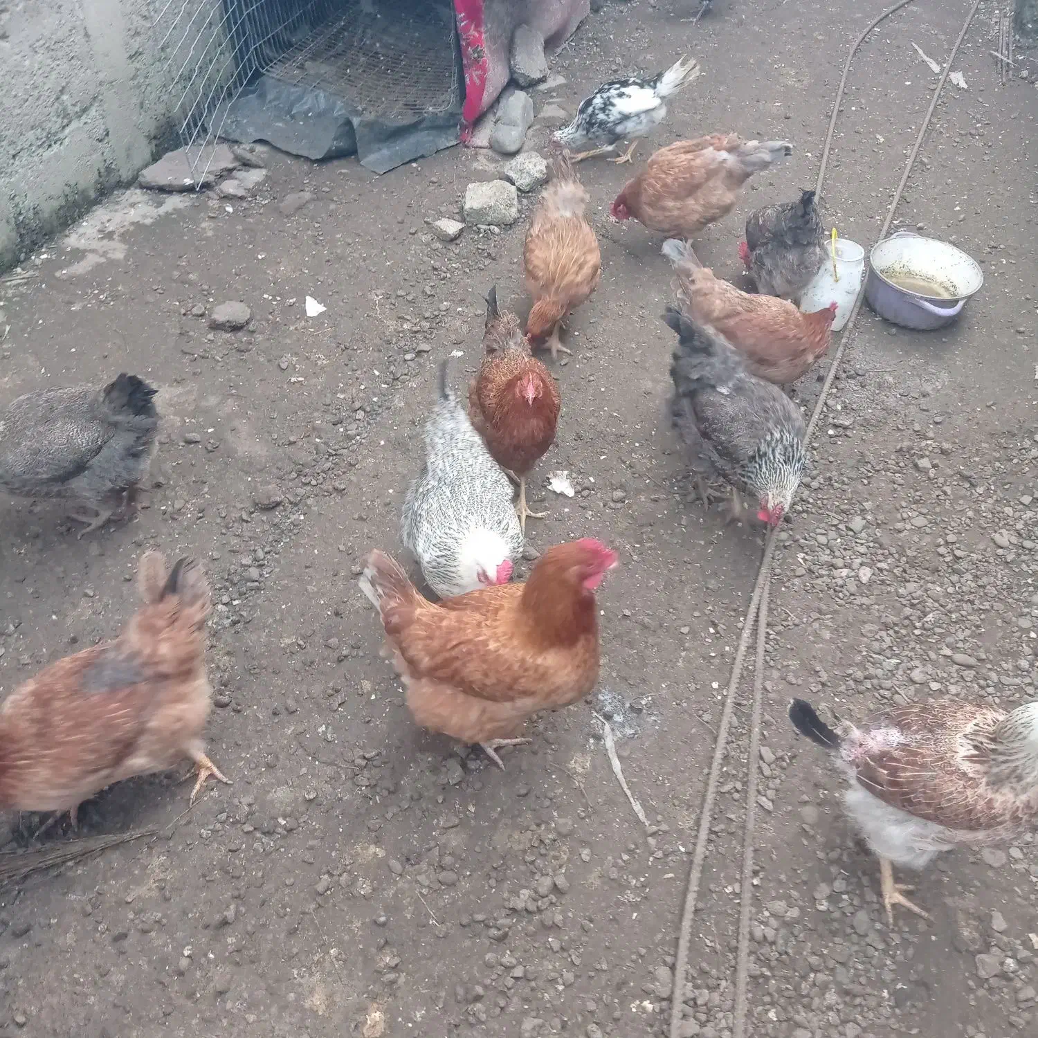 مرغ و خروس|حیوانات مزرعه|لاهیجان, آهندان|دیوار