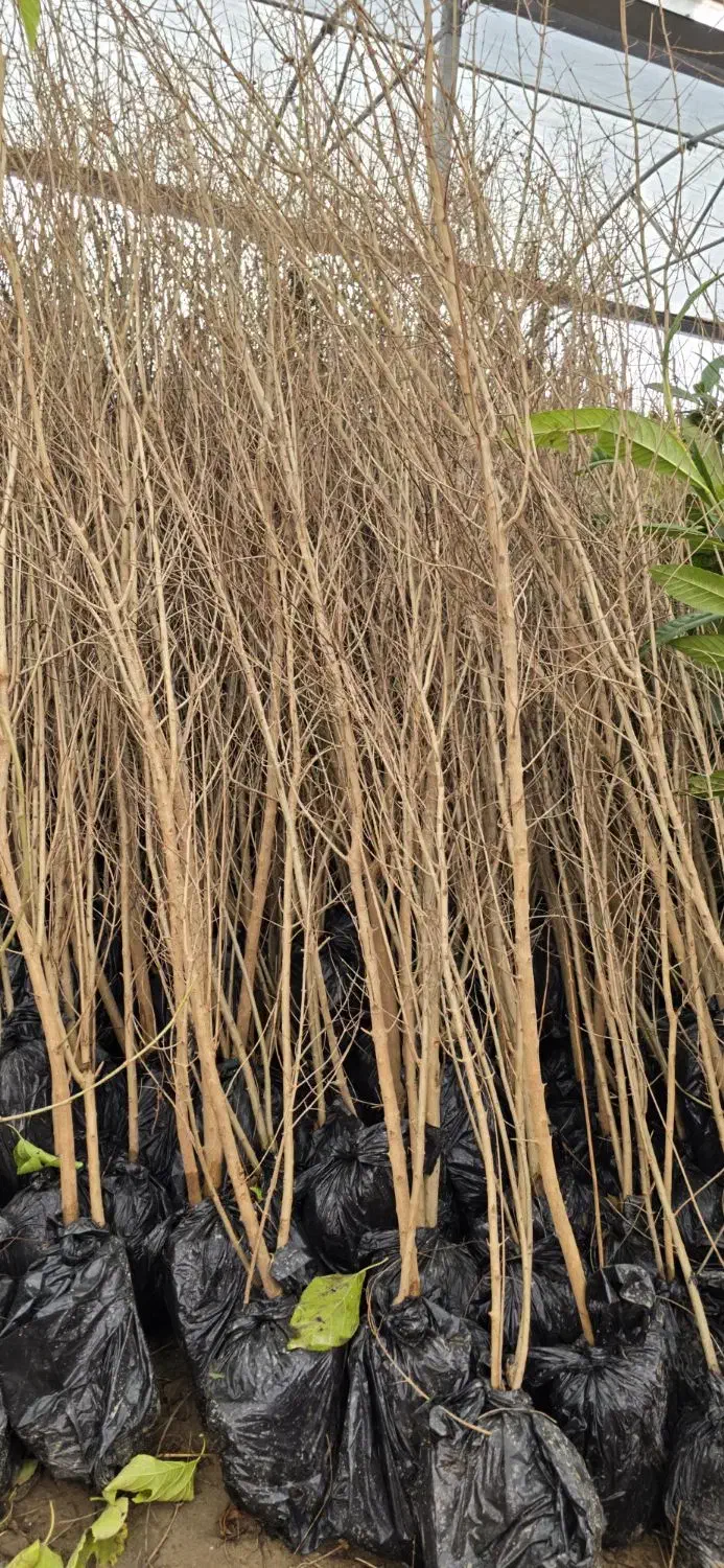 نهال‌های سالم انار برای کاشت|خدمات باغبانی و درختکاری|اصفهان, خواجو|دیوار