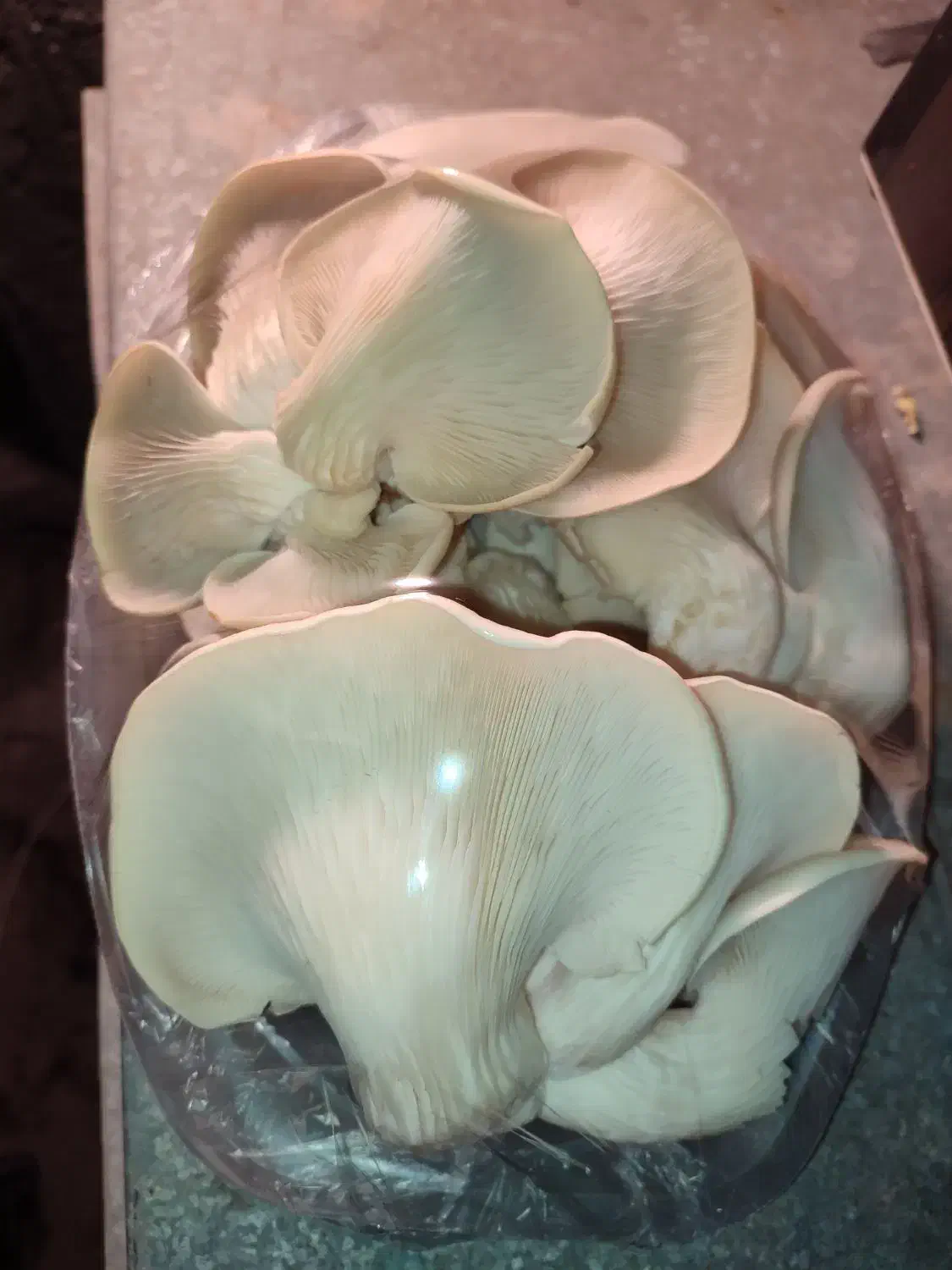 نیروی بازاریاب|استخدام بازاریابی و فروش|یاسوج, |دیوار