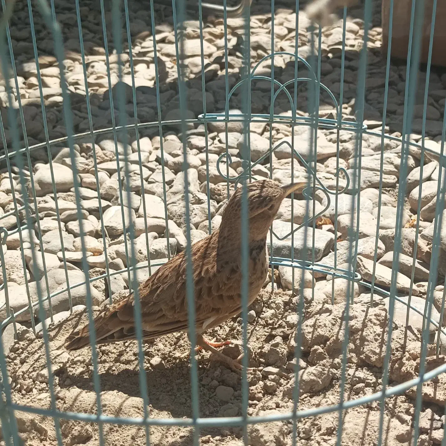 سهره نر|پرنده|گلپایگان, |دیوار