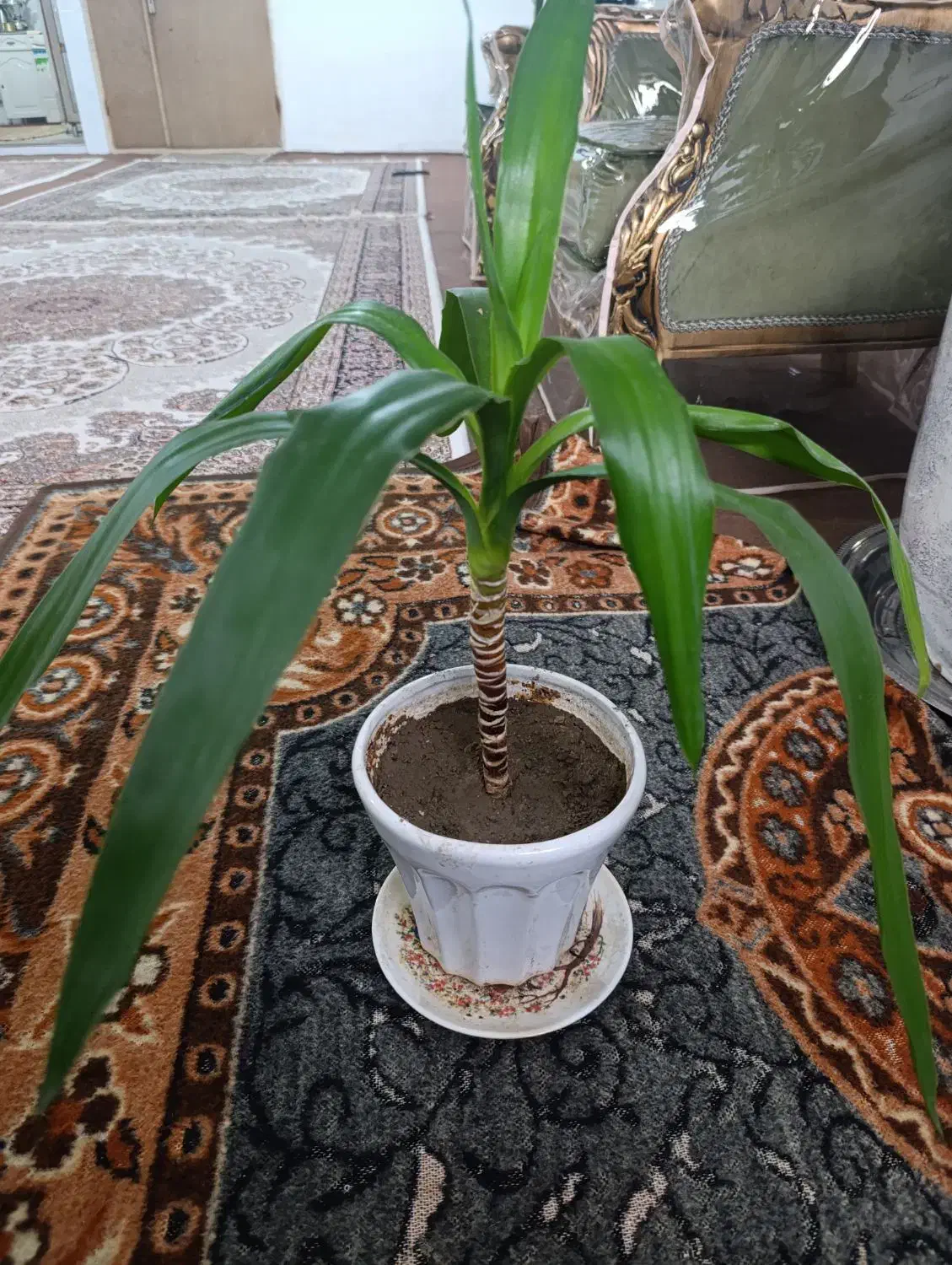 گل یوکا|گل و گیاه طبیعی|سلماس, |دیوار