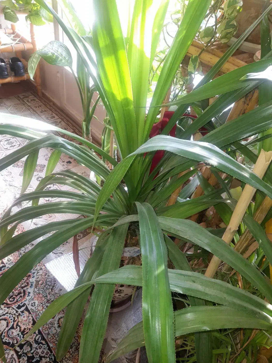 گل پاندونوس|گل و گیاه طبیعی|اصفهان, ارداجی|دیوار