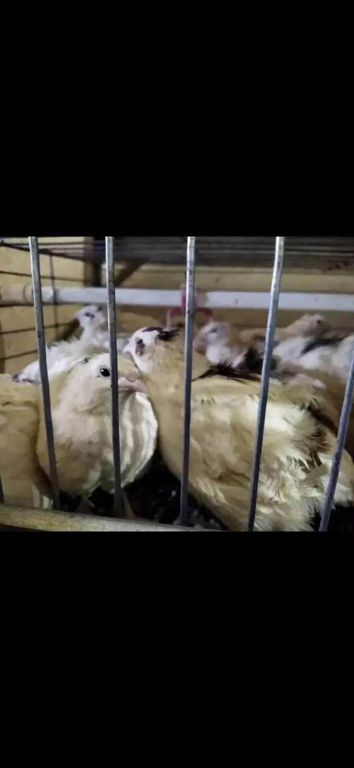 پیش فروش جوجه بلدرچین وایت|حیوانات مزرعه|بابکان, |دیوار