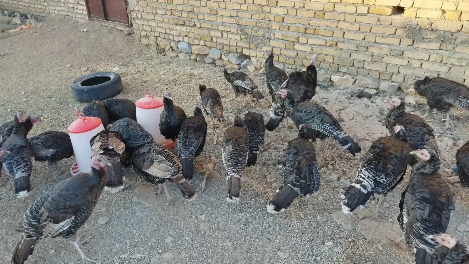 بوقلمون درشت وسرحال|حیوانات مزرعه|قیدار, |دیوار