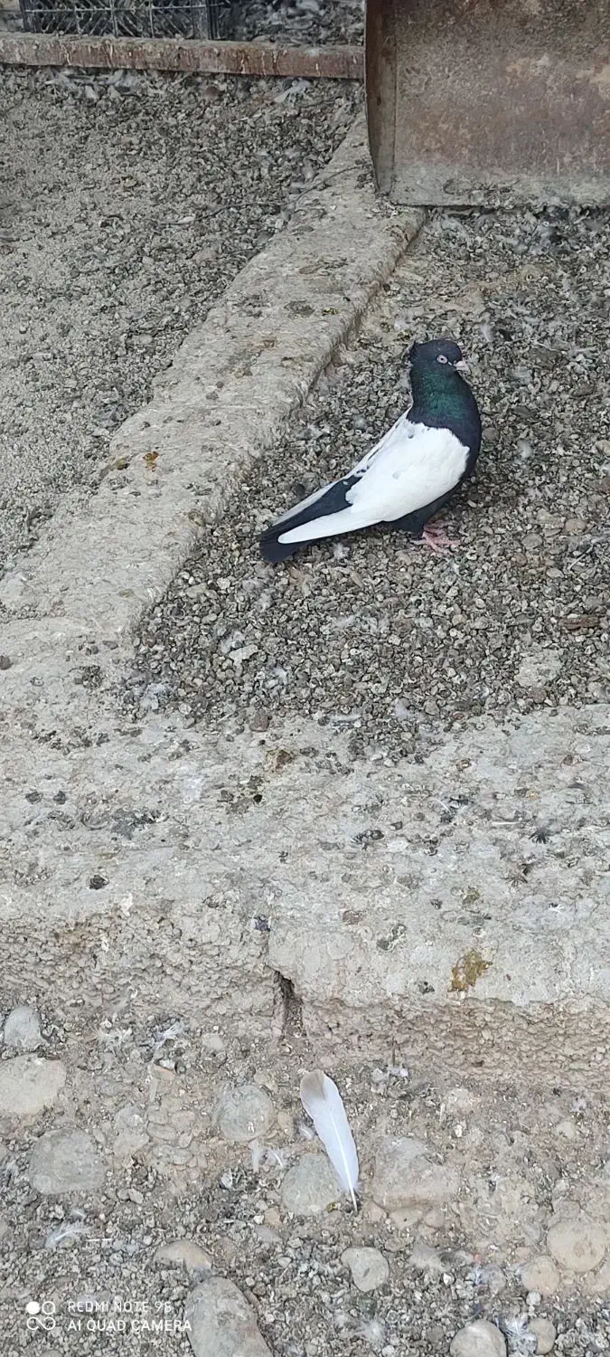 کبوتر سینه سیاه|پرنده|خشت, |دیوار