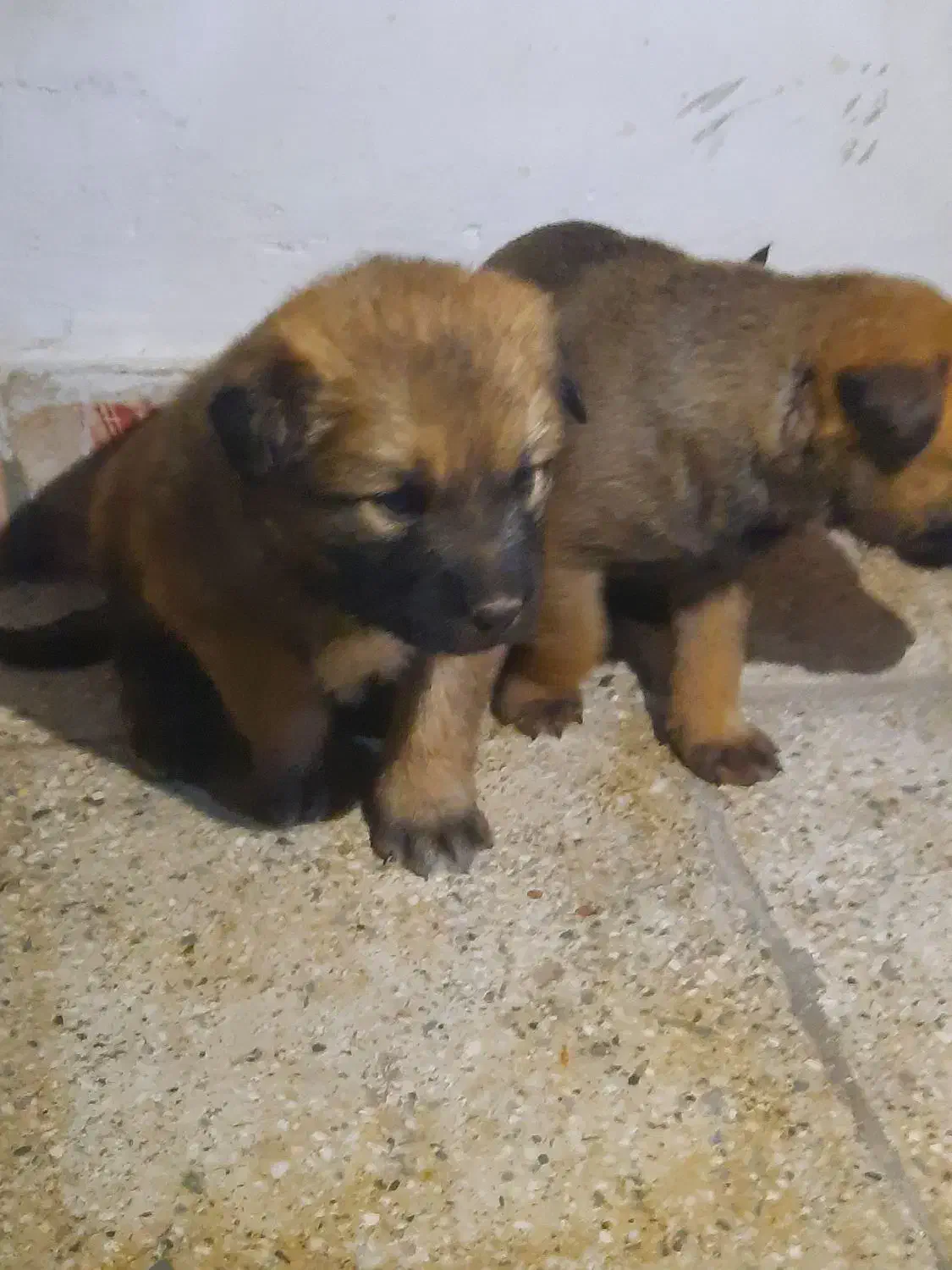 توله مالینویز اصیل جفتش ماده هست|سگ|تهران, جیحون|دیوار