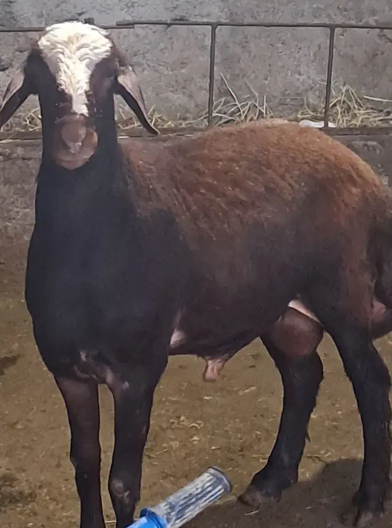 نرتقلی ۱۰ماهه از نژاد بروجردی اصل|حیوانات مزرعه|بندر ترکمن, |دیوار