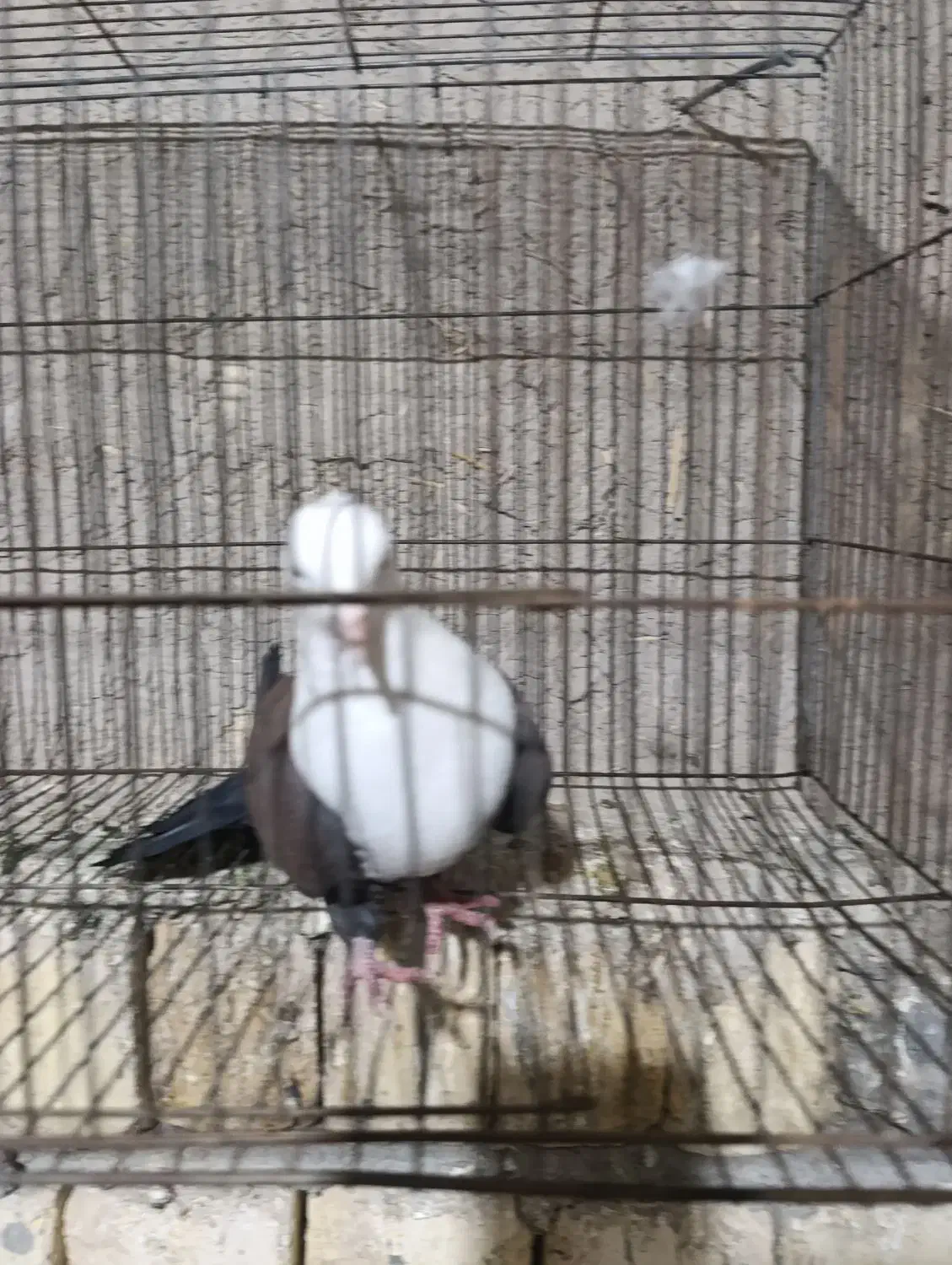 ماده مخمل قهوه ای|پرنده|فلاورجان, |دیوار