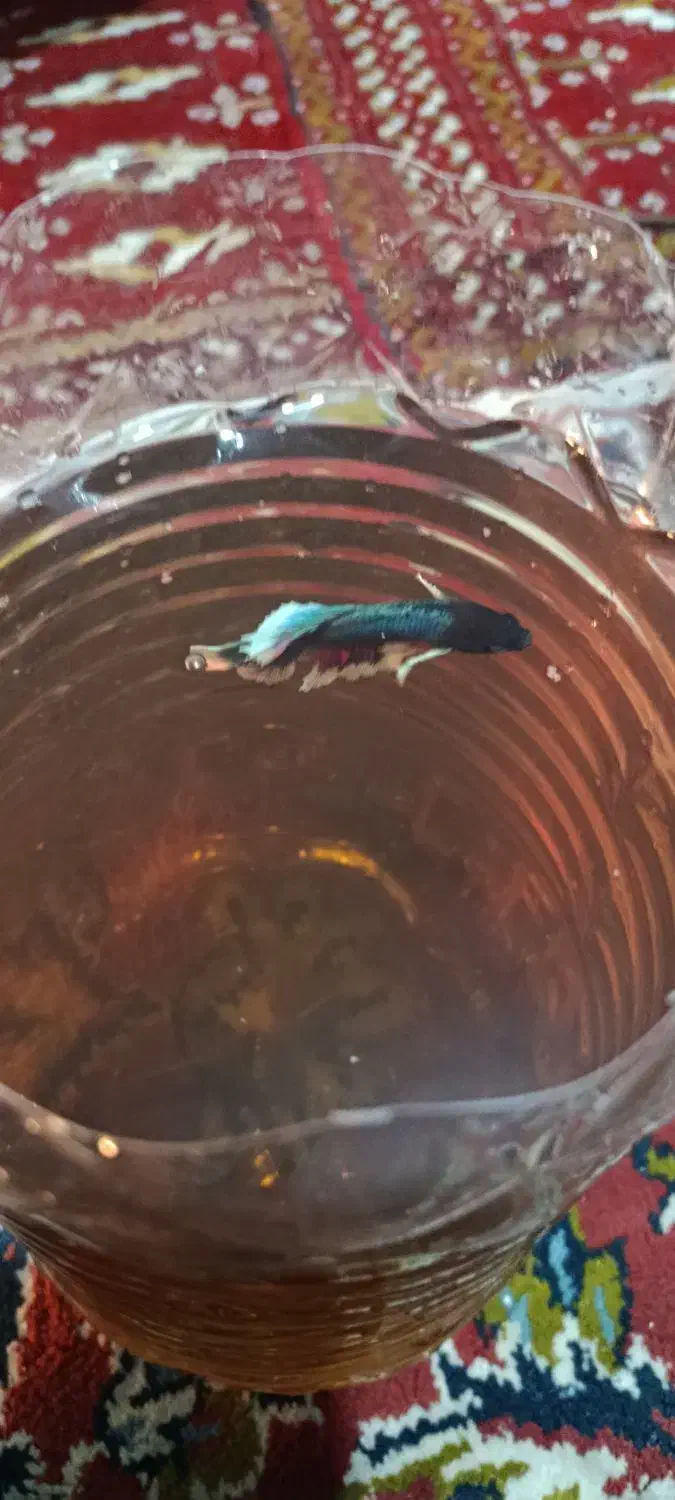 ماهی فایتر|ماهی|سنندج, |دیوار